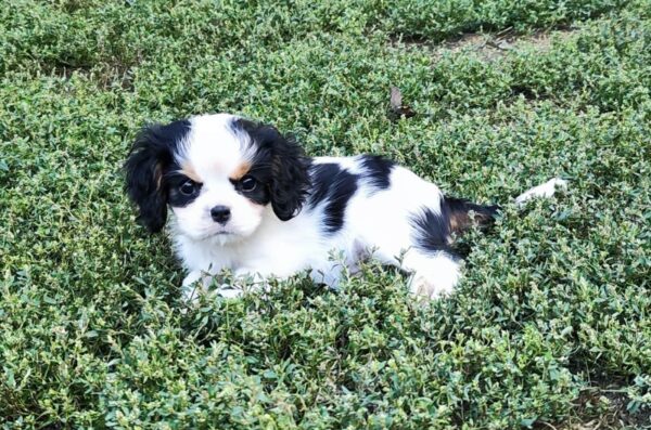 Dante Cavalier King Charles Spaniel Dante Cavalier King Charles Spaniel