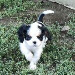 Dante-male-ckc-puppy-for-sale- (2)