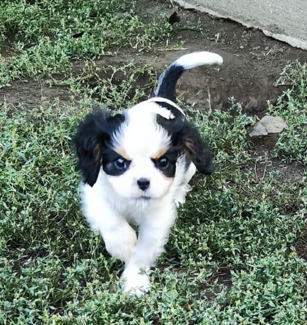 Dante Cavalier King Charles Spaniel Dante Cavalier King Charles Spaniel