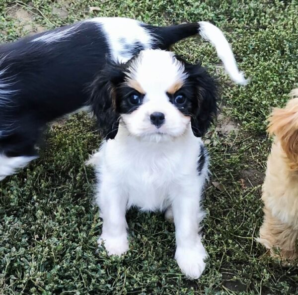 Dante Cavalier King Charles Spaniel Dante Cavalier King Charles Spaniel