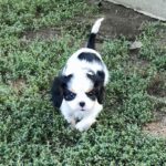 Dante-male-ckc-puppy-for-sale- (4)