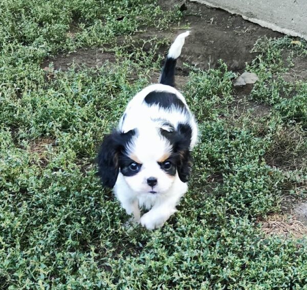 Dante Cavalier King Charles Spaniel Dante Cavalier King Charles Spaniel