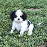 Dante-male-ckc-puppy-for-sale- (5)