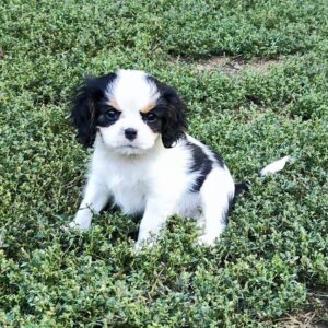 Dante Cavalier King Charles Spaniel Dante Cavalier King Charles Spaniel