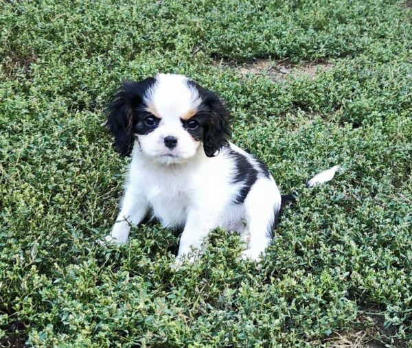 Dante Cavalier King Charles Spaniel Dante Cavalier King Charles Spaniel