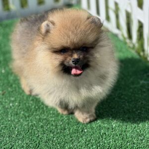 Dastin Pomeranian Dastin Pomeranian