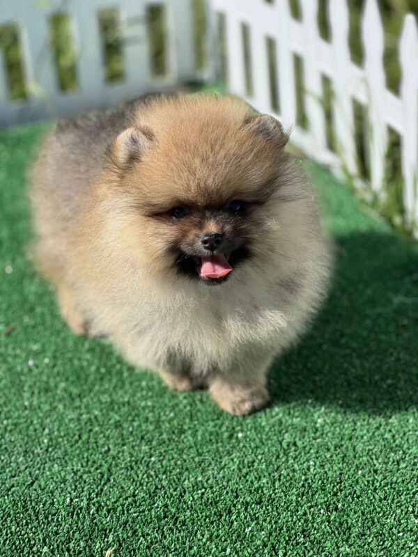 Dastin Pomeranian Dastin Pomeranian