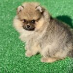 Dastin-male-pomeranian-puppy-for-sale-1 (3)