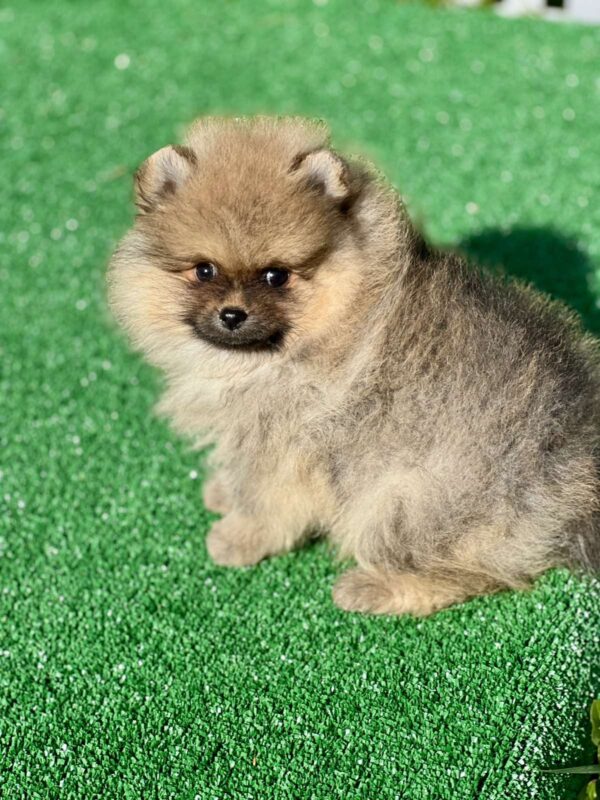 Dastin Pomeranian Dastin Pomeranian