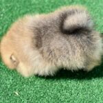 Dastin-male-pomeranian-puppy-for-sale-1 (4)