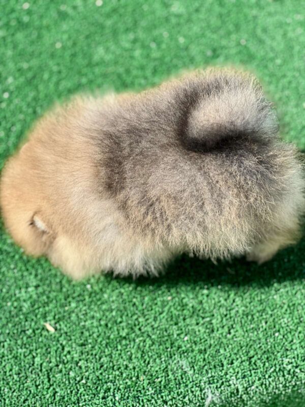 Dastin Pomeranian Dastin Pomeranian