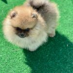 Dastin-male-pomeranian-puppy-for-sale-1 (5)