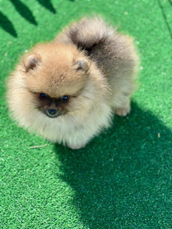 Dastin Pomeranian Dastin Pomeranian