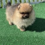 Dastin-male-pomeranian-puppy-for-sale-1 (6)