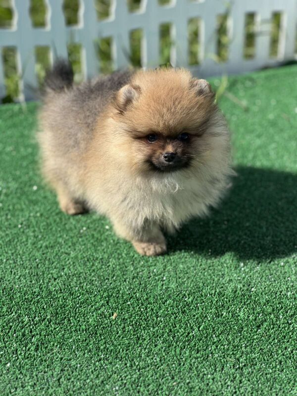 Dastin Pomeranian Dastin Pomeranian