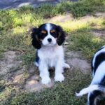 Dedan-male-CKC-puppy-for-sale- (1)