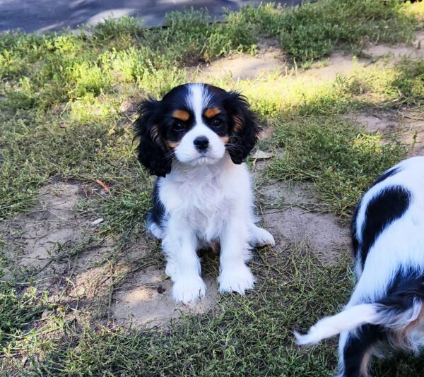 Dedan Cavalier King Charles Spaniel Dedan Cavalier King Charles Spaniel
