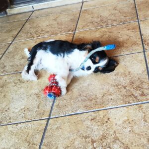 Dedan Cavalier King Charles Spaniel Dedan Cavalier King Charles Spaniel