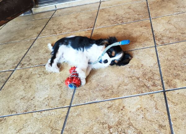 Dedan Cavalier King Charles Spaniel Dedan Cavalier King Charles Spaniel