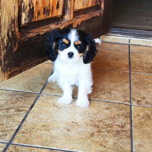 Dedan Cavalier King Charles Spaniel Dedan Cavalier King Charles Spaniel