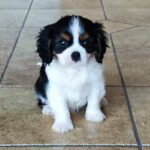 Dedan-male-ckc-puppy-for-sale- (1)