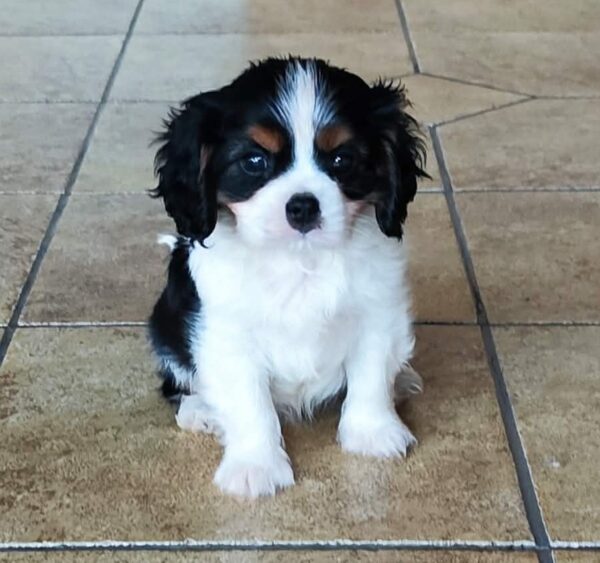 Dedan Cavalier King Charles Spaniel Dedan Cavalier King Charles Spaniel