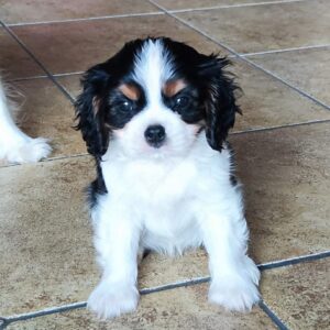 Dedan Cavalier King Charles Spaniel Dedan Cavalier King Charles Spaniel