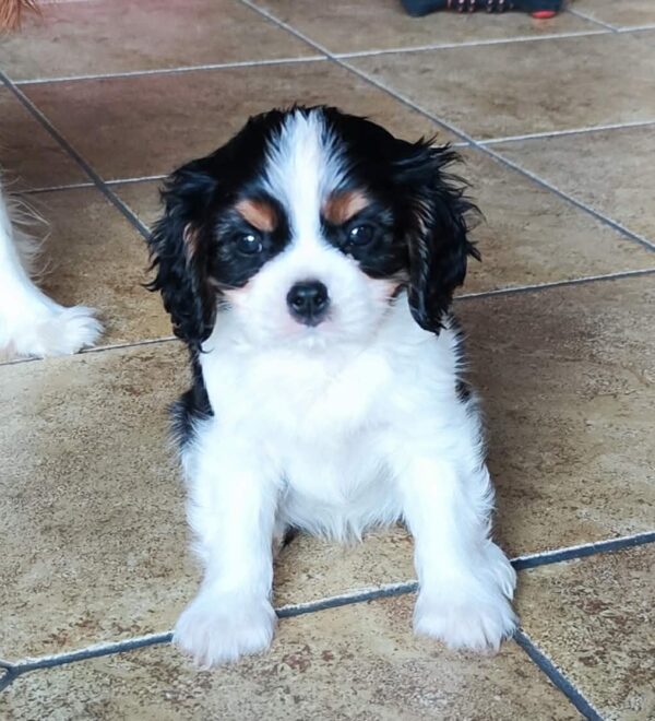 Dedan Cavalier King Charles Spaniel Dedan Cavalier King Charles Spaniel