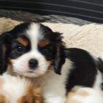 Dedan-male-ckc-puppy-for-sale- (3)