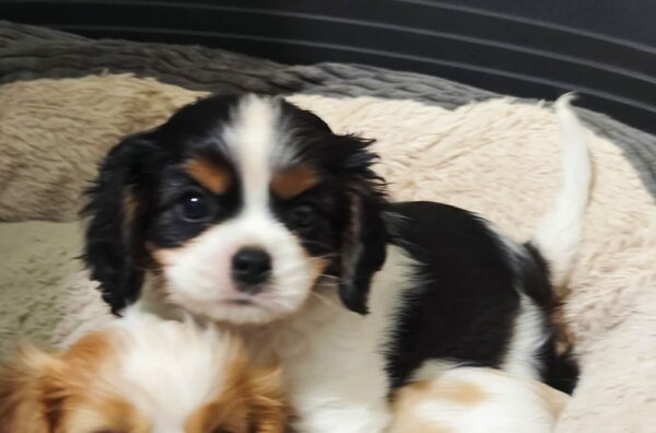 Dedan Cavalier King Charles Spaniel Dedan Cavalier King Charles Spaniel