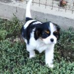 Dedan-male-ckc-puppy-for-sale- (4)