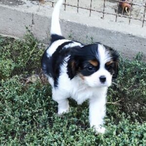 Dedan Cavalier King Charles Spaniel Dedan Cavalier King Charles Spaniel