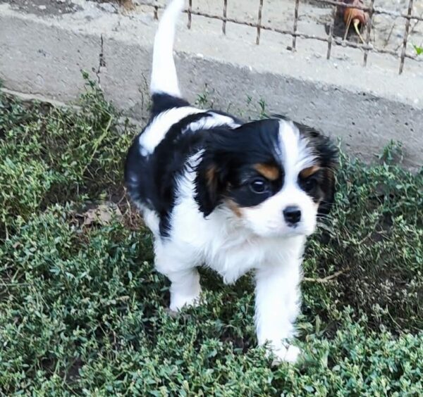 Dedan Cavalier King Charles Spaniel Dedan Cavalier King Charles Spaniel