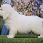 Dellinger-male-Retriever-puppy-for-sale-1