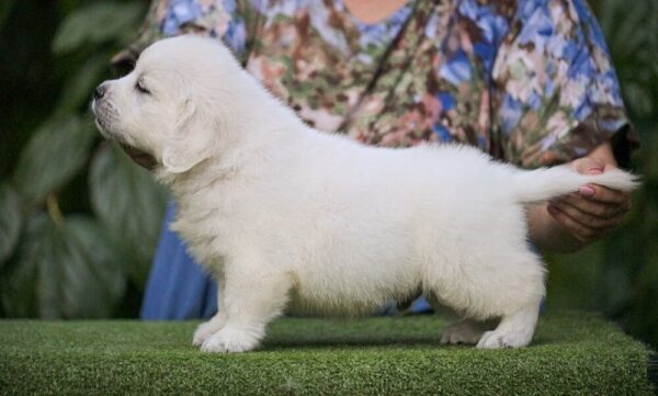 Dellinger Golden Retriever Dellinger Golden Retriever