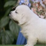 Dellinger-male-Retriever-puppy-for-sale-2