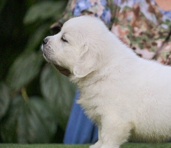 Dellinger Golden Retriever Dellinger Golden Retriever