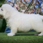 Desol-male-Retriever-puppy-for-sale-1