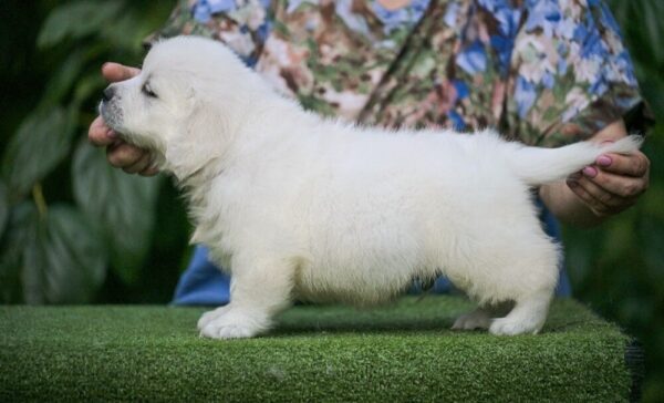 Desol Golden Retriever Desol Golden Retriever