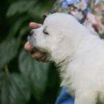 Desol-male-Retriever-puppy-for-sale-2