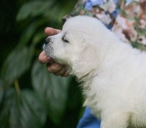 Desol Golden Retriever Desol Golden Retriever