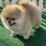 Diana-female-pomeranian-puppy-for-sale-1 (1)