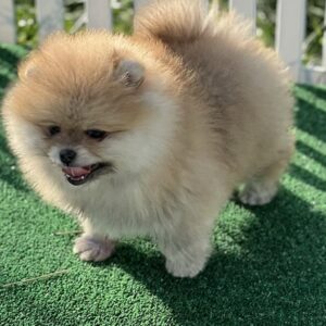 Diana Pomeranian Diana Pomeranian