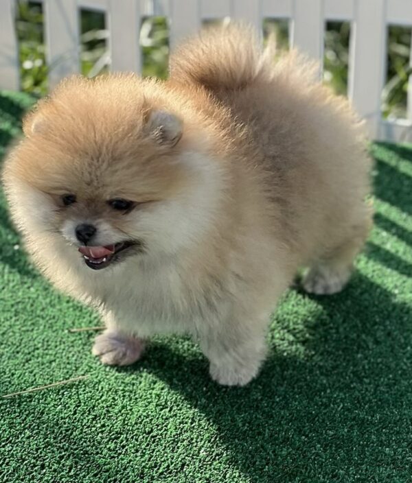 Diana Pomeranian Diana Pomeranian