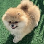 Diana-female-pomeranian-puppy-for-sale-1 (2)