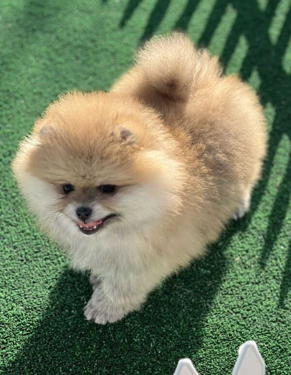 Diana Pomeranian Diana Pomeranian