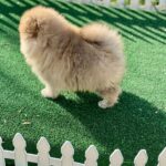 Diana-female-pomeranian-puppy-for-sale-1 (3)
