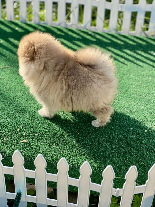 Diana Pomeranian Diana Pomeranian