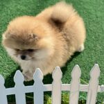 Diana-female-pomeranian-puppy-for-sale-1 (4)