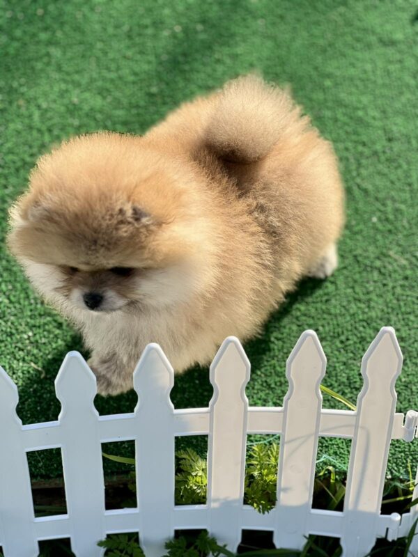 Diana Pomeranian Diana Pomeranian